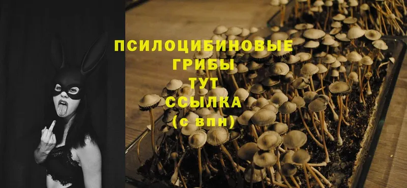 Псилоцибиновые грибы Psilocybe  Уфа 